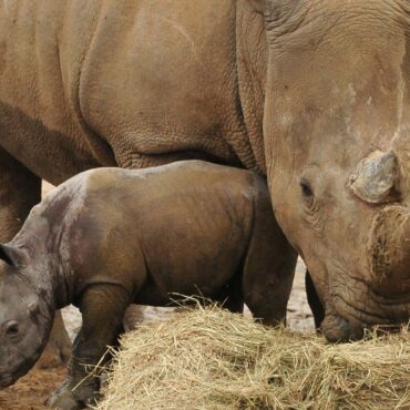 Zebra dies at zoo after ‘incident’ with rhino