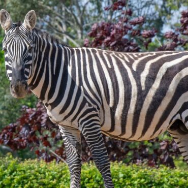 Zoo issues update on zebra which died in rhino ‘incident’