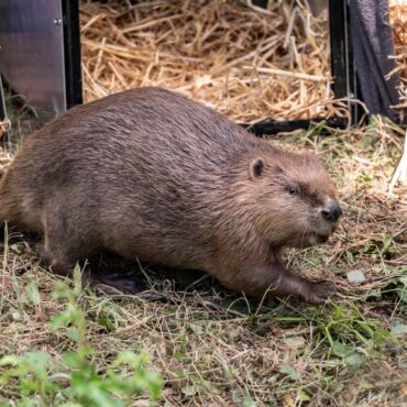 Beavers could help tackle Britain’s rising flooding problems, report finds