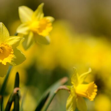Daffodil hunt launched as flower lovers urged to look out for rare varieties