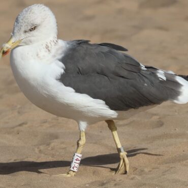 Seagull rescued from Scottish bin found sunning it up on Moroccan beach