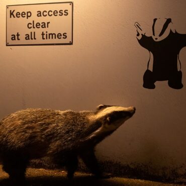 Badger admiring a Banksy scoops wildlife photographer award