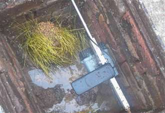 ‘A manhole is not a bird table’: Sewer blocked by growing plants