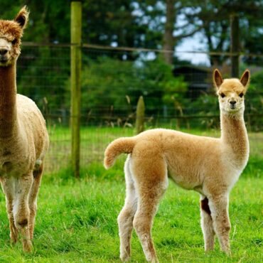 Alpacas shot dead and sheep ‘massacred by dogs’