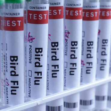 Bird flu detected in sheep in England for the first time