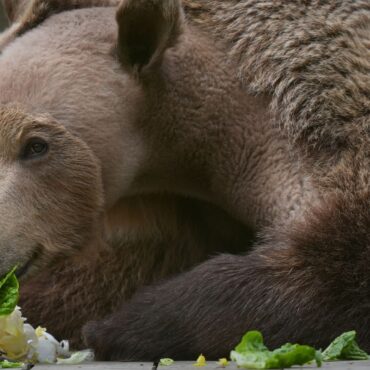 Bear wakes from hibernation ‘happy and healthy’ after pioneering brain op