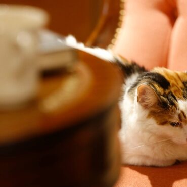 Cat cafes should be ‘phased out’, RSPCA warns
