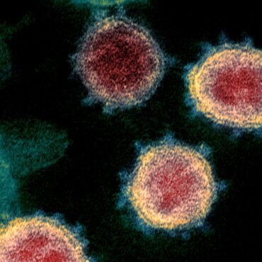 ‘Priority pathogens’ that pose greatest risk to public health revealed