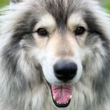 More than 23,000 dogs stolen in last 10 years