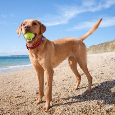 Labradors and humans share genes which make them more likely to become obese, study finds
