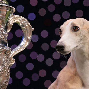 Whippet becomes first Italian dog to win Crufts in its 134-year history