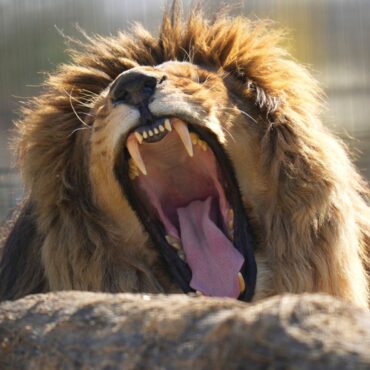 Five lions rescued from Ukraine are welcomed to new ‘forever home’ in UK