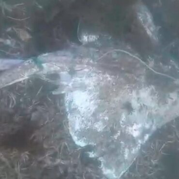 Video shows thousands of dead fish dumped on seabed after getting caught in trawl nets