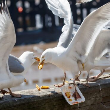 Elderly woman ‘broke leg in seagull attack and was targeted again on return from hospital’