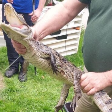 Four-foot-long caiman found and seized by police at property in Essex