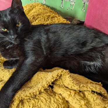Cat has ‘back end almost cut off’ by train – but makes miraculous surgery recovery