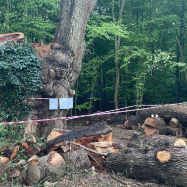 ‘Outraged’ council leader seeking legal advice over Toby Carvery tree felling
