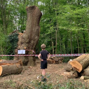 Police investigating felling of ancient oak tree in London park
