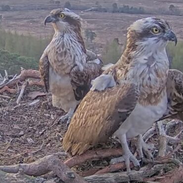 Lockdown star Louis the osprey returns to nest after illness
