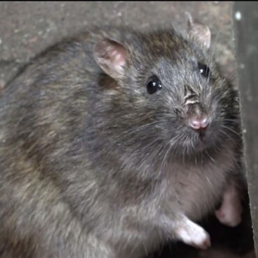 ‘It’s awful’: The streets of Birmingham where residents are battling ‘rat super highway’