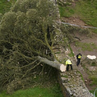 Two men went on ‘moronic mission’ to fell Sycamore Gap tree, jury told