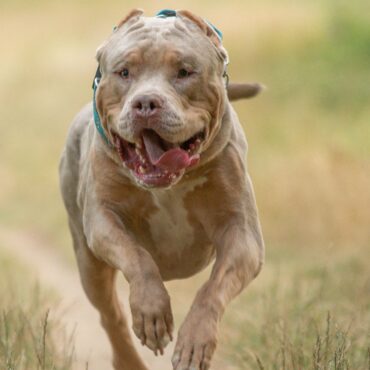 XL bully on the loose after being shot at by police