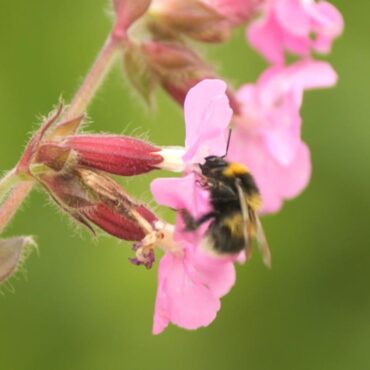 ‘The stakes couldn’t be higher’: Scientists embark on crucial study to save Britain’s bees