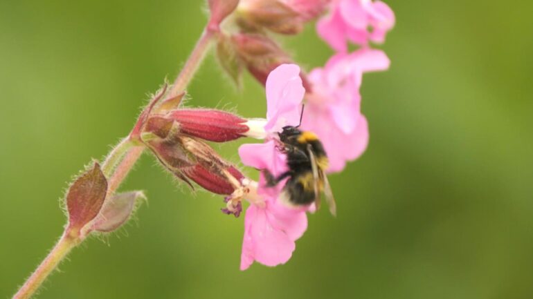 ‘The stakes couldn’t be higher’: Scientists embark on crucial study to save Britain’s bees