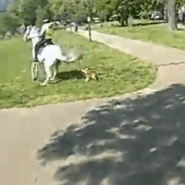 Video shows police horses being attacked by dog in park