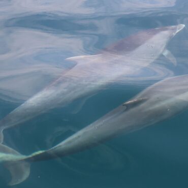 What do dolphins get up to beneath the waves? Their poo has the answers
