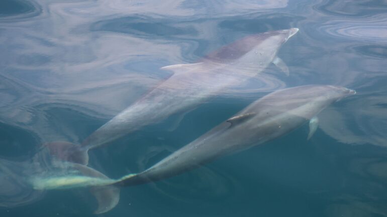 What do dolphins get up to beneath the waves? Their poo has the answers