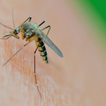 West Nile virus found in UK mosquitos for first time