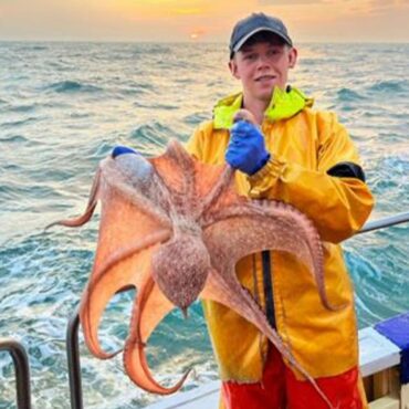 Friend or foe? Octopuses swarm in UK waters