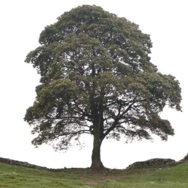 Two men found guilty of cutting down famous Sycamore Gap tree