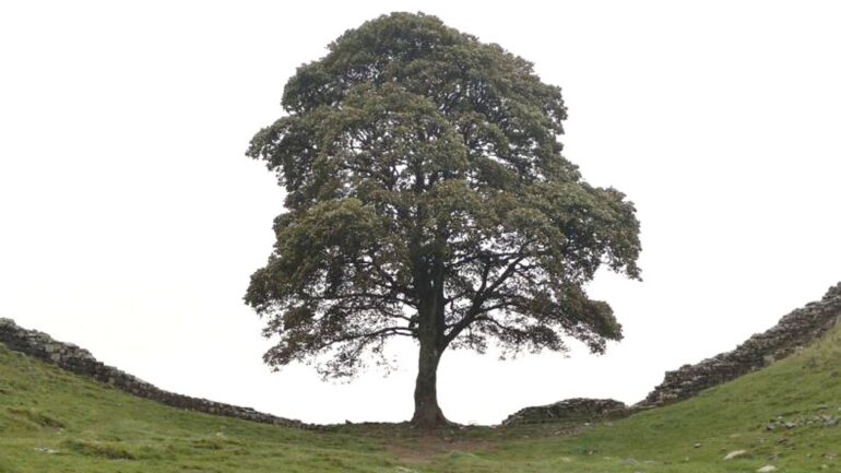 Man says friend wanted to cut down world’s ‘most famous tree’