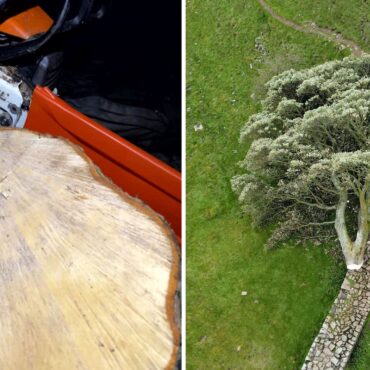 Chainsaw used to cut down Sycamore Gap tree never found, court hears