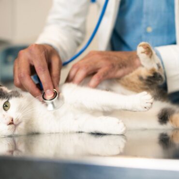 Vets could face price cap in competition probe