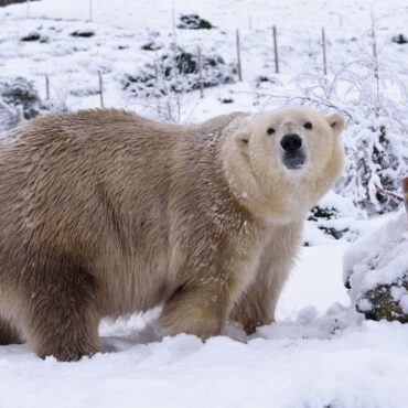 UK’s oldest polar bear euthanised at the age of 28