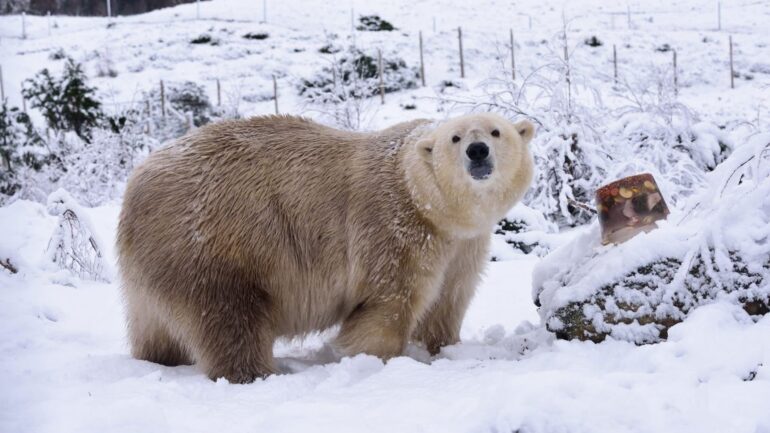 UK’s oldest polar bear euthanised at the age of 28
