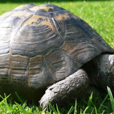 ‘It’s just wrong’: Pet owner’s plea after 43-year-old tortoise ‘taken’