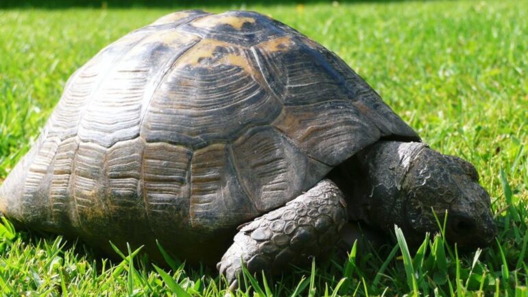 ‘It’s just wrong’: Pet owner’s plea after 43-year-old tortoise ‘taken’