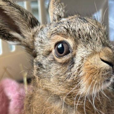 ‘Miracle’ baby hare delivered using penknife in dramatic roadside birth