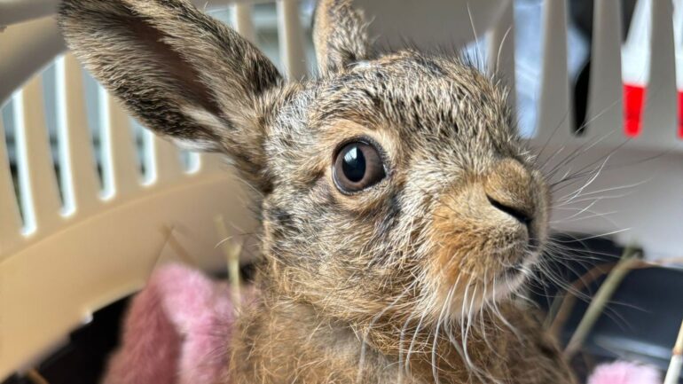 ‘Miracle’ baby hare delivered using penknife in dramatic roadside birth