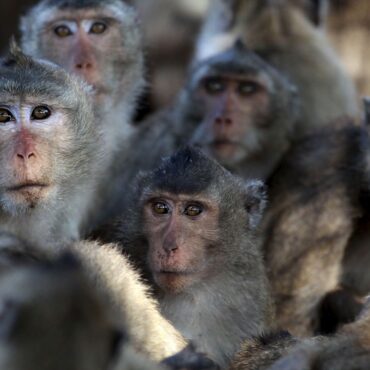UK woman jailed for sharing ‘horrific’ monkey torture videos