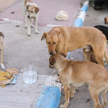 Person dies in Yorkshire from rabies after contact with stray dog while on holiday