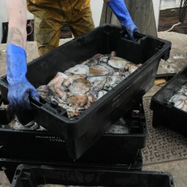 Octopus boom along England’s southwest coast down to ‘perfect storm’