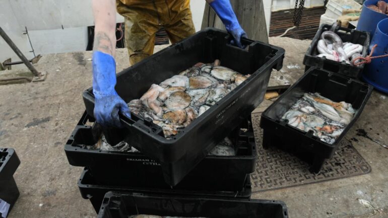 Octopus boom along England’s southwest coast down to ‘perfect storm’