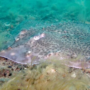 Endangered rays, sharks and native oysters ‘could thrive’ despite climate change, report claims