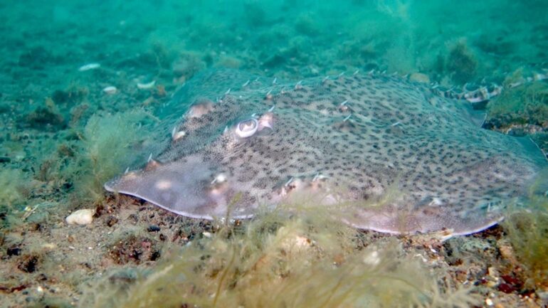 Endangered rays, sharks and native oysters ‘could thrive’ despite climate change, report claims