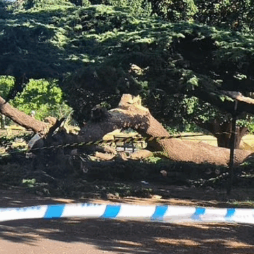 Girl, 7, dies after tree collapses at park in Southend